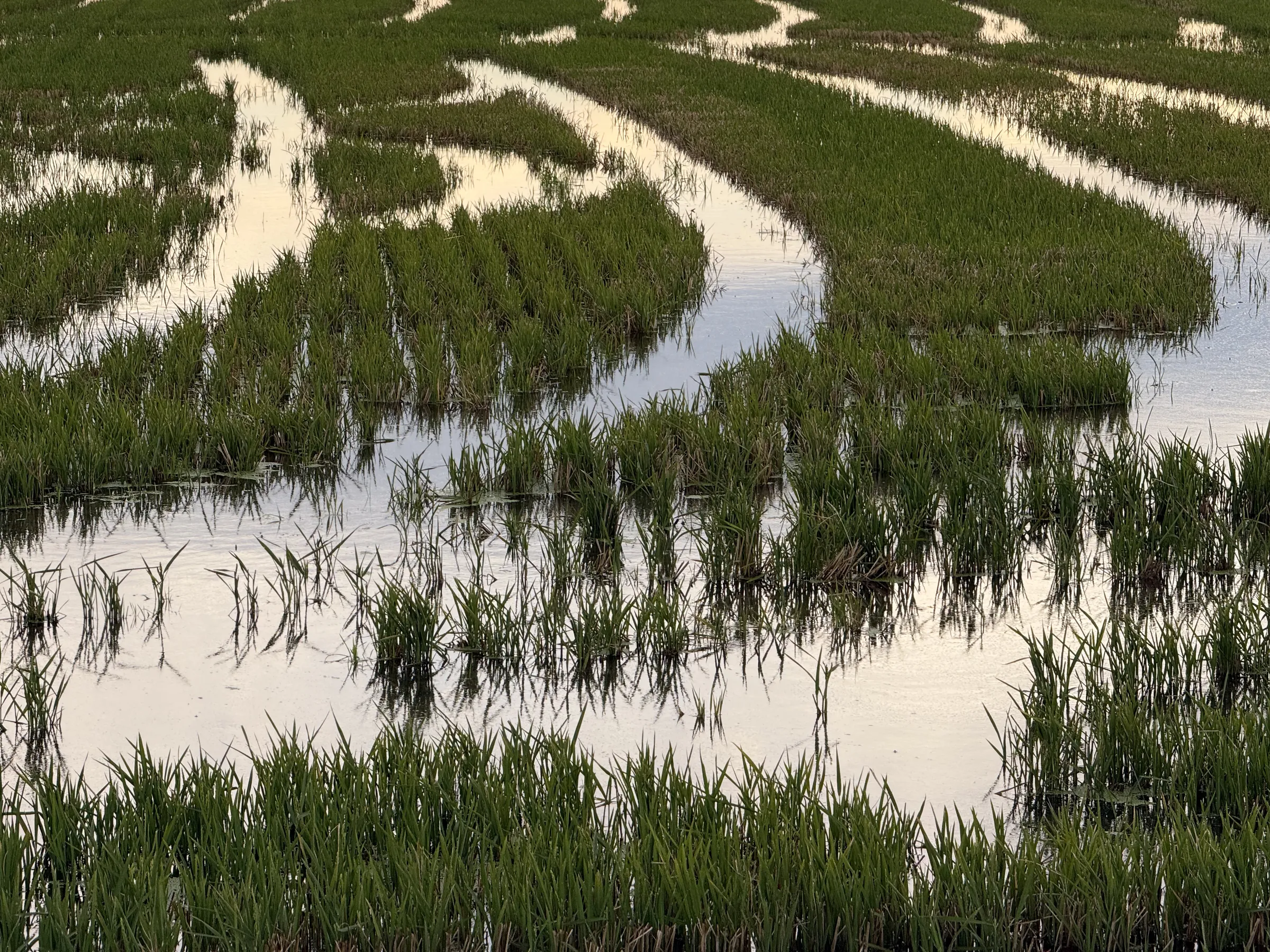 Brotes de arroz en el agua